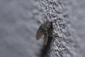 Small fly perched on the wall