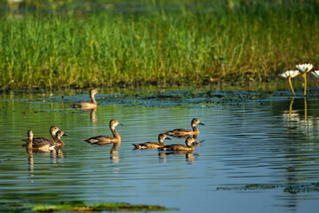 Lesser Whistling Duck Floating Peacefully on Still Water in Natural Wetland