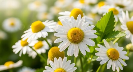 A beautiful bouquet of wild chamomile daisies in the sunlight.