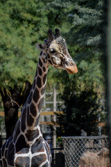 Giraffe portrait in a zoo environment
