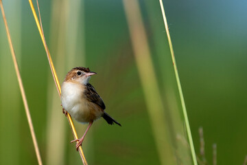 Zitting Cisticola perched on tall grass searching for insects in natural meadow