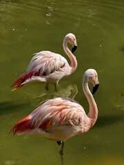 Chilean flamingos standing in water at a zoo
