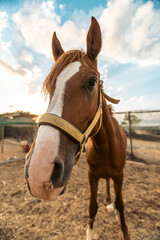Obraz premium Close-Up Portrait of a Brown Horse Looking at Camera – Vertical Shot