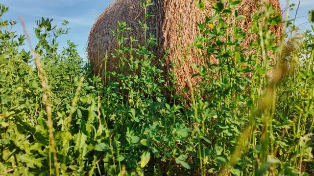 Large round hay bale in a grassy field on a sunny day, with golden straw, green pasture and soft clouds creating a calm rural scene