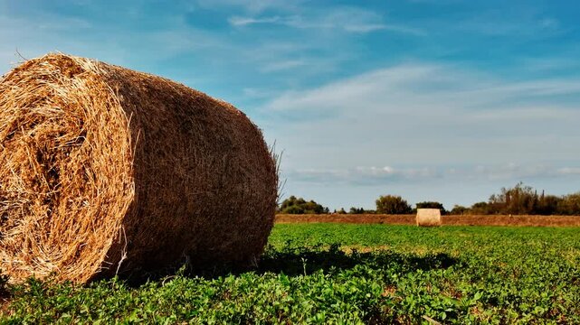 Large round hay bale in a sunlit meadow, with neat rows of cut grass, blue sky and gentle breeze evoking a peaceful countryside view
