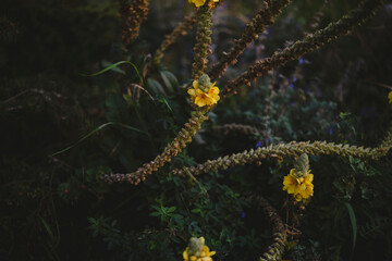 Bright yellow flowers bloom on the mullein plant, surrounded by lush green foliage in a serene outdoor environment during the afternoon