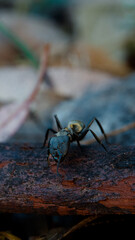 animal, ant, background, bark, bark texture, beauty, black, blur, bokeh, bright, brown, bug, close, closeup, color, environment, fauna, fly, garden, green, insect, macro, nature, up, 