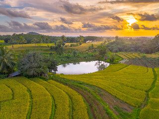 Naklejka premium Beautiful morning view indonesia Panorama Landscape paddy fields with beauty color and sky natural light