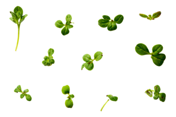 a bunch of green plants that are on a white surface