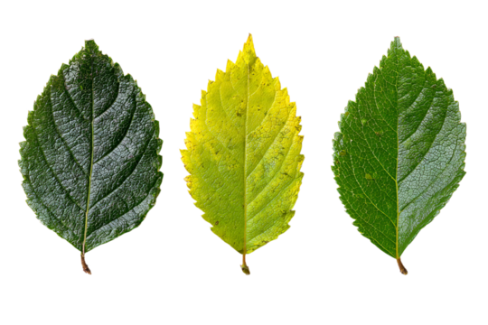 a group of three different colored leaves
