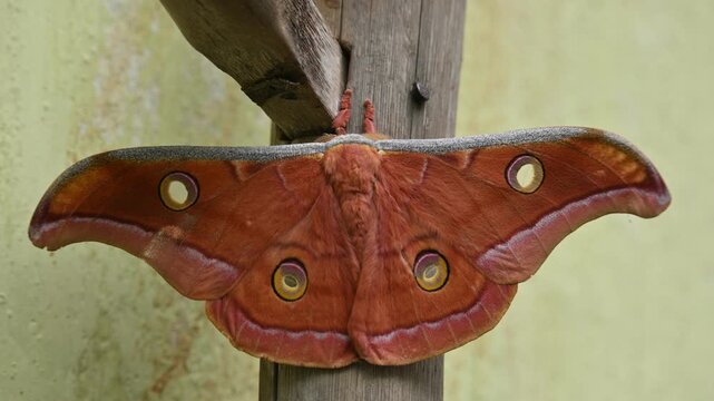 Antheraea yamamai moth. Its Common names &nbsp;Japanese silk moths&nbsp;and Japanese oak silkmoth. This&nbsp; is a&nbsp;moth&nbsp;of the family&nbsp;Saturniidae. It is endemic to east Asia.