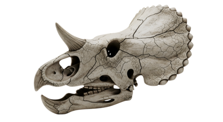 A detailed view of a Triceratops skull, showcasing its unique horns and skeletal structure. The skull's texture and details evoke a sense of the prehistoric era, isolated on transparent background