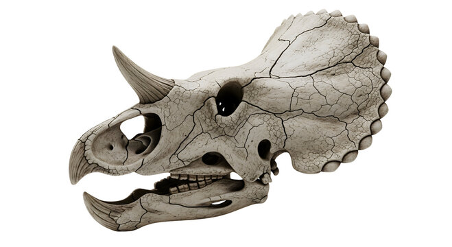 A detailed view of a Triceratops skull, showcasing its unique horns and skeletal structure. The skull's texture and details evoke a sense of the prehistoric era, isolated on transparent background