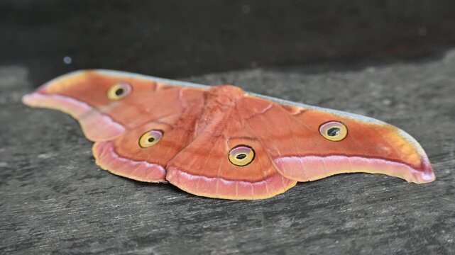 Antheraea yamamai moth. Its Common names &nbsp;Japanese silk moths&nbsp;and Japanese oak silkmoth. This&nbsp; is a&nbsp;moth&nbsp;of the family&nbsp;Saturniidae. It is endemic to east Asia.