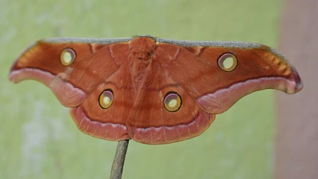 Antheraea yamamai moth. Its Common names &nbsp;Japanese silk moths&nbsp;and Japanese oak silkmoth. This&nbsp; is a&nbsp;moth&nbsp;of the family&nbsp;Saturniidae. It is endemic to east Asia.