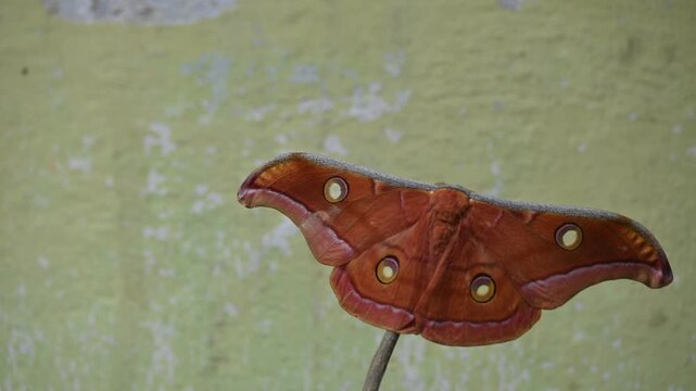 Antheraea yamamai moth. Its Common names &nbsp;Japanese silk moths&nbsp;and Japanese oak silkmoth. This&nbsp; is a&nbsp;moth&nbsp;of the family&nbsp;Saturniidae. It is endemic to east Asia.