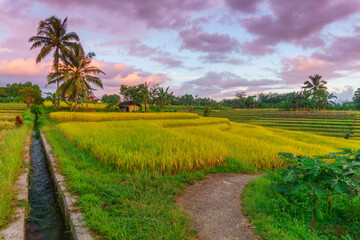Beautiful morning view indonesia Panorama Landscape paddy fields with beauty color and sky natural light