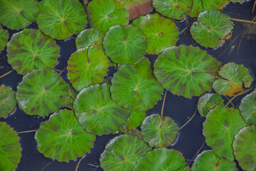 Pond Lilies