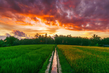Beautiful morning view indonesia Panorama Landscape paddy fields with beauty color and sky natural...