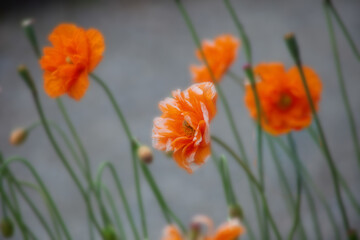 Fototapeta premium flower