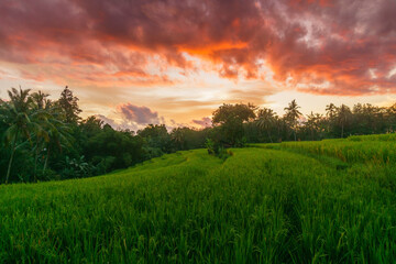 Fototapeta premium Beautiful morning view indonesia Panorama Landscape paddy fields with beauty color and sky natural light