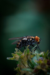 Extreme Macro of a Fly with Detailed Compound Eyes and Fine Textures