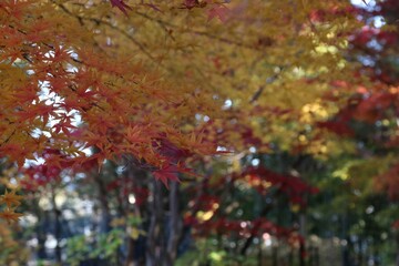 秋の本土寺（千葉県松戸市）。紅葉の境内。