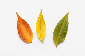 Composition with beautiful autumn leaves on white background, closeup