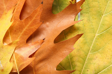 Beautiful autumn leaves as background, closeup