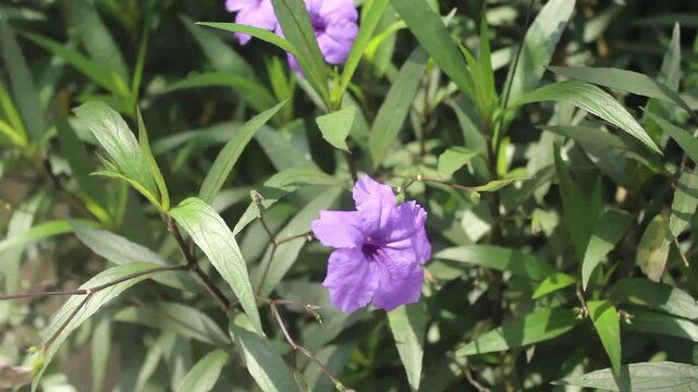 Delicate purple Ruellia simplex flower surrounded by vibrant green foliage in bright sunlight, perfect for botanical gardens, nature blogs, and floral designs with a touch of elegance