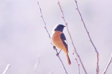 枝に止まるジョウビタキ