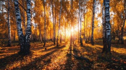 Obraz premium Golden Autumn Forest with Slender Birch Trees and Soft Sunlight