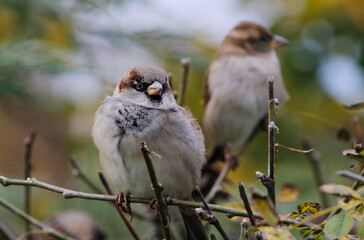sparrow on a branch close up

