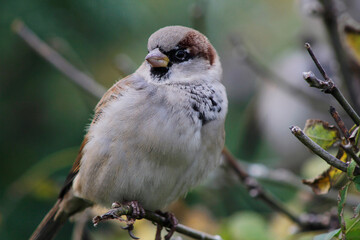 sparrow on a branch close up


