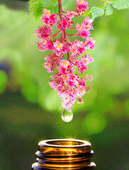 Drop Essence falling from the flower remedy bach Red Chestnut towards the bottle glass brown, therapy Floral, Florais de Bach