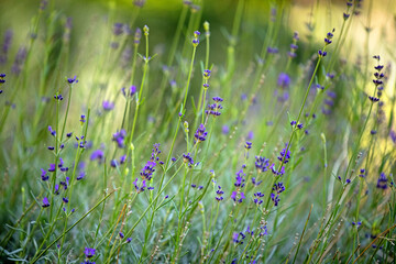 A field of lavender flowers with a bright blue sky in the background