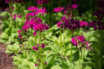 Japanese primrose is a native of Japan, with its brightly colored flowers, a testament to the beauty of natural art.

