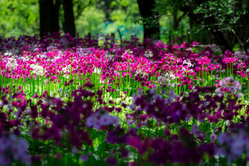 Japanese primrose is a native of Japan, with its brightly colored flowers, a testament to the beauty of natural art.
