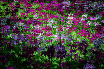 Fototapeta premium Japanese primrose is a native of Japan, with its brightly colored flowers, a testament to the beauty of natural art. 