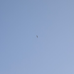 Seagull flying in twilight sky