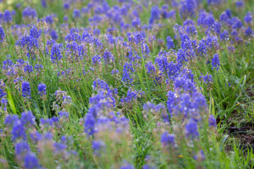 Fototapeta premium Muscari Blooms in Sunlight: A captivating display of vibrant muscari flowers flourishes in a sunlit meadow, their delicate blue hues dancing in the gentle breeze. 