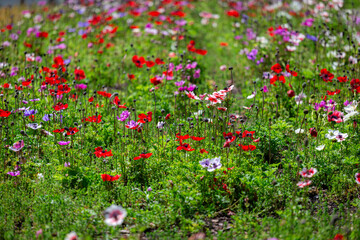 Colorful field of red poppies blooming under a bright blue sky