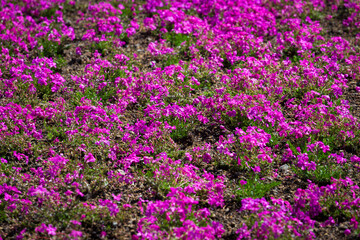 Shibazakura or Pink Moss Flowers, the beauty of a field of bright pink flowers, contrasting with the backdrop of the beautiful Mount Fuji of Japan.
