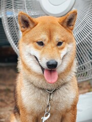 Brown dog with a chain around its neck is sitting in front of a fan