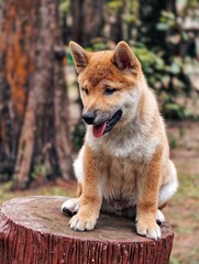Small brown dog is sitting on a log