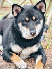 Black and brown dog is laying on the ground