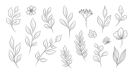 Set of botanical elements isolated on transparent background for your design
