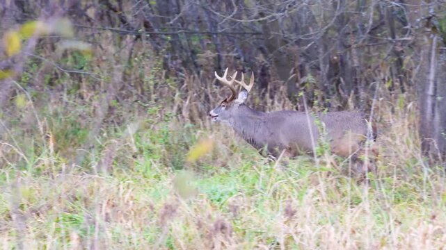 Whitetail buck deer (odocoileus virginianus) walking in the forest during rut in Wisconsin
