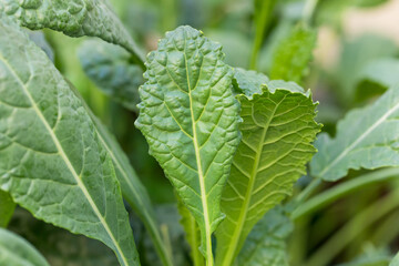 Raw Organic Lacinato Dinasuaur Kale