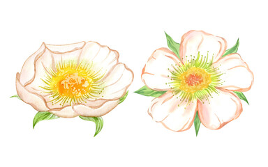 Strawberry flower, a small delicate white flower with a soft peach hue and a sunny yellow center. Hand drawn watercolor illustration. Set of isolated object. Design elements for packaging of cosmetics